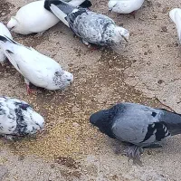 فروش کلی کبوتر|پرنده|نکا, |دیوار