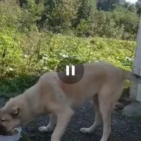 سگ سراب سرحال