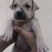 توله سگ پیت بول|سگ|ماهدشت, |دیوار