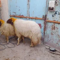 قوچ کاور ورن|حیوانات مزرعه|کوزران, |دیوار
