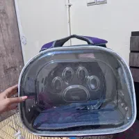 سگ اشپیتز پامر خرسی|سگ|شیراز, شهرک مطهری|دیوار