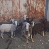 میش بره دار