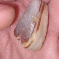 سنگ راف