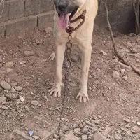توله ۱۲ ماهه به ضمانت گله گرگ نگهبانی