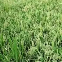 زمین برنجکاری با آب رایگان سندششدانگ بهترین لوکیشن