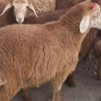 قصابی بره کهره روزانه|خوردنی و آشامیدنی|بهبهان, |دیوار