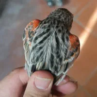 قناری نر آگات