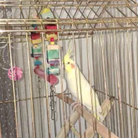 عروس نر