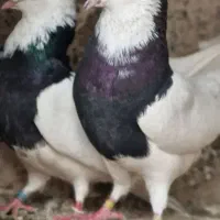 کبوتر