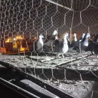 تعدادی کفتر همه سالم|پرنده|یزد, |دیوار