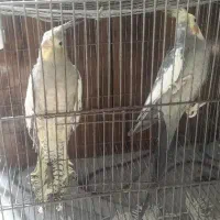 عروس هلندی نر و ماده|پرنده|سبزوار, ابارش|دیوار