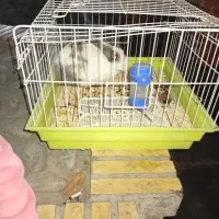 خرگوش خونگی|موش و خرگوش|تهران, مظاهری|دیوار