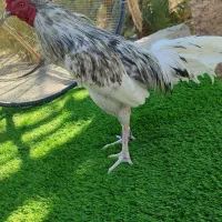 خروس میانوالی جوان سرحال زمانتی|حیوانات مزرعه|مهرستان, |دیوار