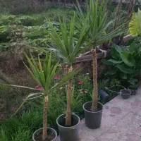 فروش گل یوکا به تعدادزیاد ریشه پرس و چند عدد زمینی