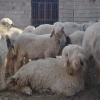 بزرگ ترین گوسفند اسلامشهر شهرک