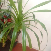 گل‌طبیعی