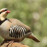 بلدرچین کوهی ،مرغ خروس عروس جوجه عروس هلندی