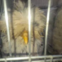 ۵ تا مرغ و خروس سلطان. فوق العاده زیبا