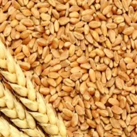 گندم|حیوانات مزرعه|باشت, |دیوار
