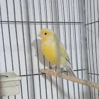 نر ق ن ا ر ی|خزنده|یزد, |دیوار