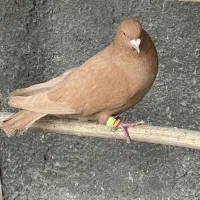 کبوتر رنگی زردو شیرازی|پرنده|شاهین‌شهر, حافظ جنوبی|دیوار