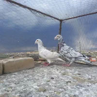 کفتر سار آلمانی