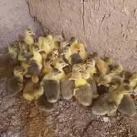 جوجه غاز