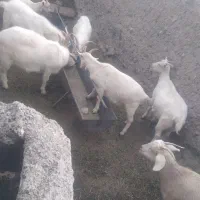 بزعاله سانن آبستن اصل|حیوانات مزرعه|مشهد, باغ فراگرد|دیوار