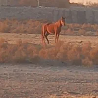 اسب و کره اسب هردو مادیون