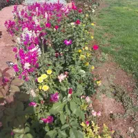 خدمات باغبانی|خدمات باغبانی و درختکاری|شیراز, گویم|دیوار