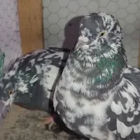 کفتر|پرنده|ابریشم, |دیوار