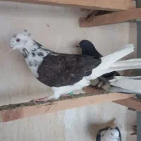 ۳نرکاکلی|پرنده|قم, آزادگان|دیوار
