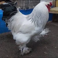 تخم مرغ نطفه دار برهما