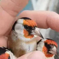 سهره لر خون  ۵ دهنه کتان خور