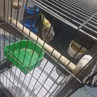 عروس هلندی نر سخنگو|پرنده|ری, علایین|دیوار