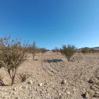 فروش زمین ملکشاهی (روستا قلعه جوق)|فروش زمین و ملک کلنگی|ملکشاهی, |دیوار