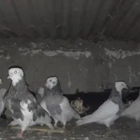 کبوتر طوقی|پرنده|شهریار, شهرک بهاران (ویره)|دیوار