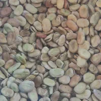 باقلا کیلویی150