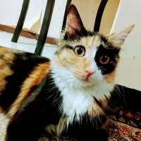 واگذاری گربه