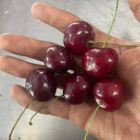 کارگر پاره‌وقت جهت کار در میوه‌فروشی