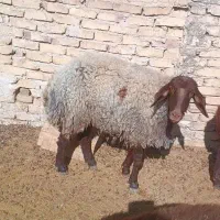 میش هترو|حیوانات مزرعه|مه ولات, |دیوار