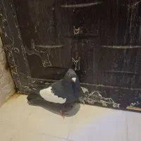 کبوتری رنگی