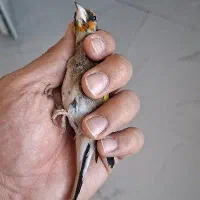 کرمونه چونه سفید
