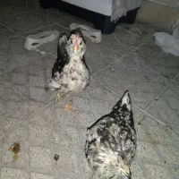 مرغ و خروس نیمچه