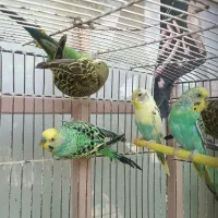 پنج تا مرغ عشق جوان و آماده به کار|پرنده|داران, |دیوار