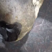 فسیل سنگ مار