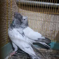 کفتر