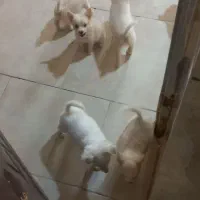 سگپاکوتاه|سگ|میناب, |دیوار