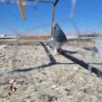 یک جفت کله سبز