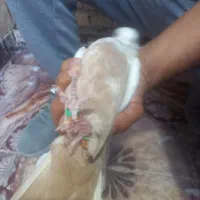 دم زرد نر دم سرخ